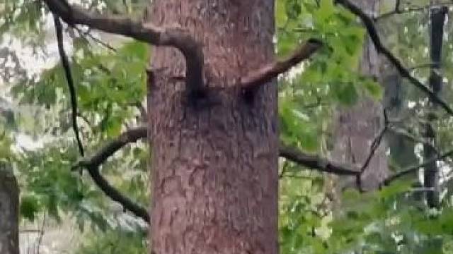 一棵树上产多少只