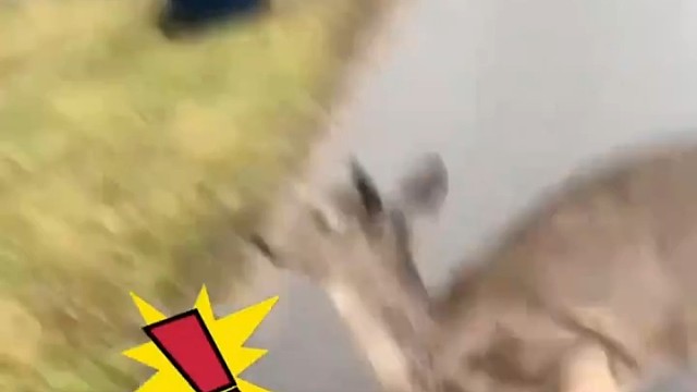 小鹿摔了一跤后，突然就忘了怎么走路了