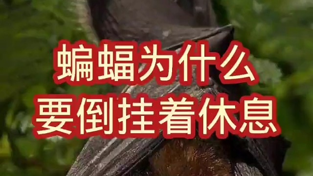 蝙蝠为什么要倒挂着休息？
