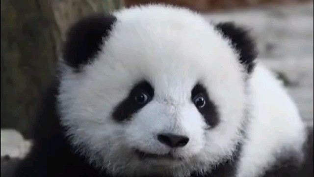 大熊猫为什么有黑眼圈？