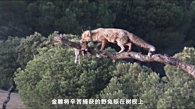 狐狸的胆子也太大了吧