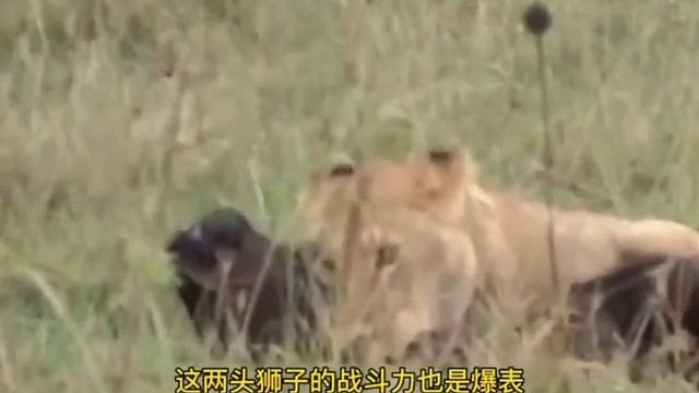 水牛和狮子斗智斗勇