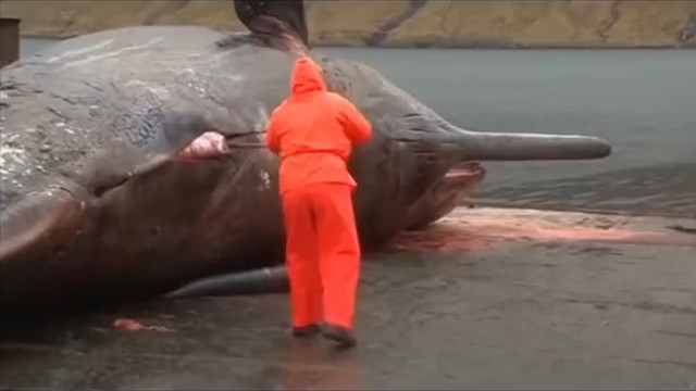 鲸鱼会爆，看到一定要远离