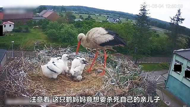 白鹳为什么要杀死幼鸟