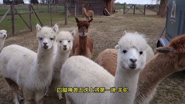 号称动物界第一君子，神兽羊驼当宠物