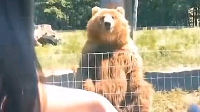 熊:一副没见过世面的样子，赶紧走！