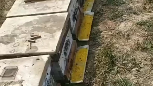 自家蜂场采集收集纯天然的蜂花粉全过程新鲜蜂花粉，#纯天然蜂花粉#纯天然蜂蜜蜂王浆蜂胶蜂花粉#蜂花