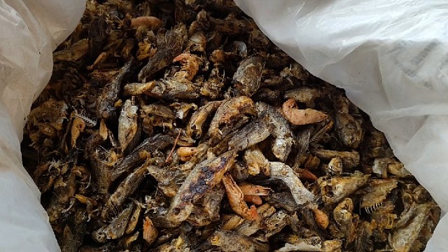 这才是土鸭的正确喂养方式！