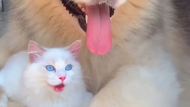 有的猫养着养着就变成了狗