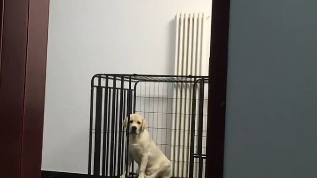 当我一觉睡醒发现狗子离我十万八千里……