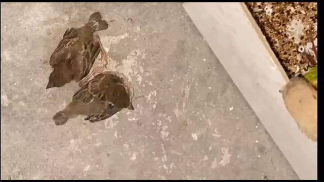 看看小太阳鹦鹉的嫉妒心有多强吧