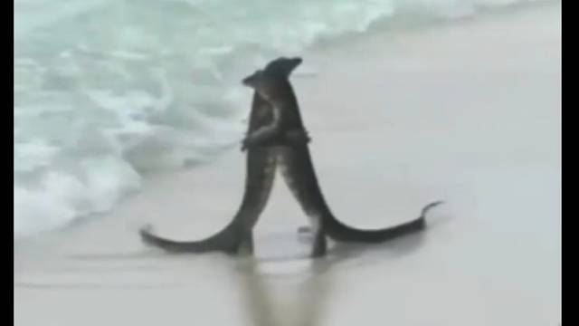 听说这是鳄有鳄抱？