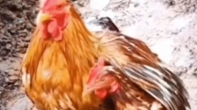 公鸡用翅膀给母鸡挡雨，太霸气