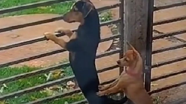 原来狗子也爱看热闹