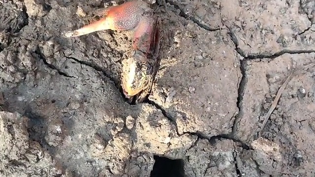 真，麒麟臂d(ŐдŐ๑)，步惊云看了都直呼内行