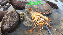 退潮后阿平赶海抓获了一只龙虾，之后还抓了海鳗鱼和海胆