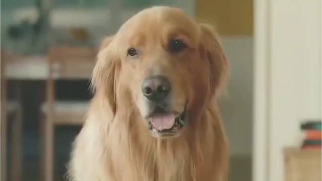 金毛首次与小主人接触不成功，主人怕金毛伤心，于是把他扮成小狮子！