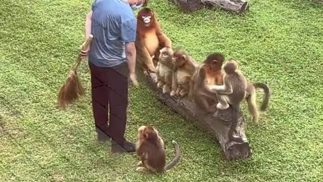 偷拍金丝猴饲养员的亲和日常