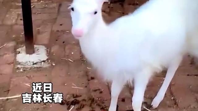 两只梅花鹿生下“小白鹿”，洁白无瑕，纯真可爱！