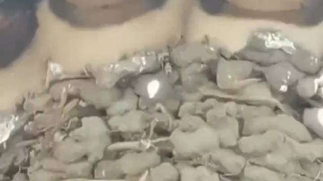 黑龙江哈尔滨，4只鸟宝宝翘首等妈妈回来，可可爱爱像极了4个摄像头