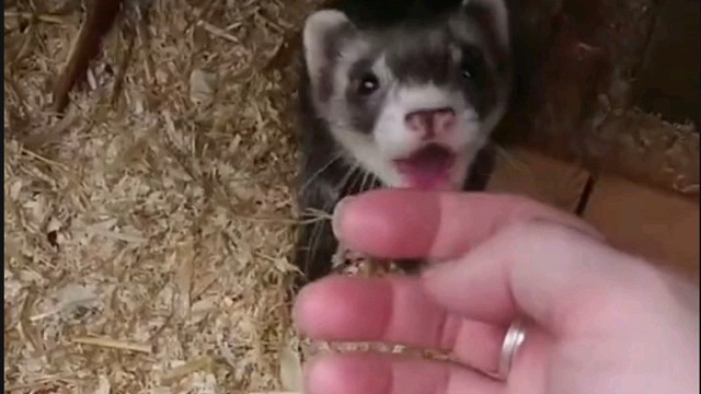 水貂妈妈每次都会拉主人手去看它的宝宝