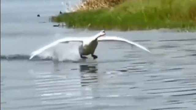 天鹅降落至水中的那一刻感觉画风突变了