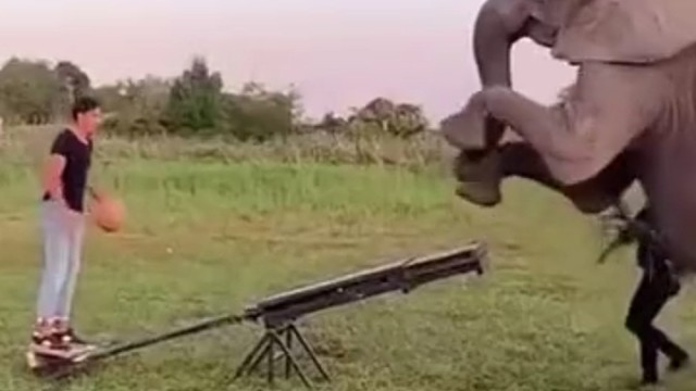 你是怎么说服大象配合你的。