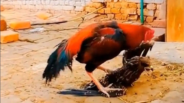 公鸡中的战斗鸡，为主辈报仇了