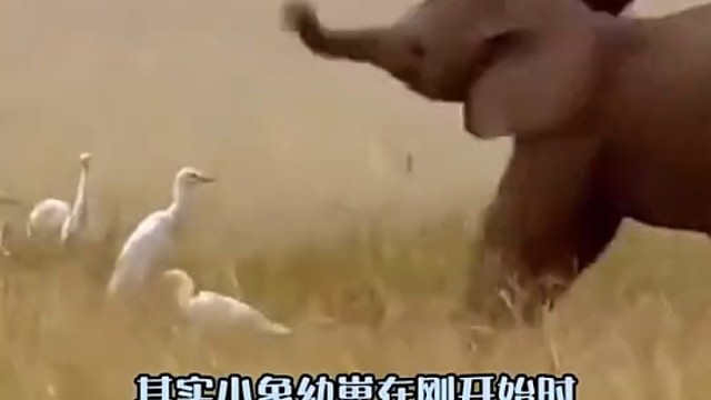 当小象宝宝不会用鼻子时