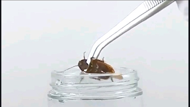 蟑螂的一百种死法