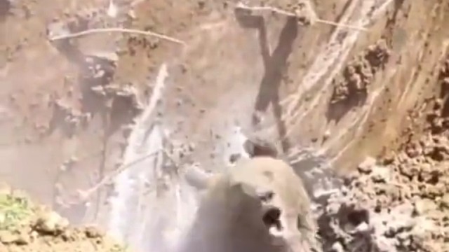 熊大都不想出来