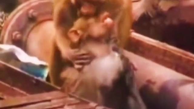 小猴子触电跌落！另一只猴子一番操作后小猴奇迹复活！