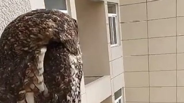 猫头鹰：嗯……舒 卧槽！！