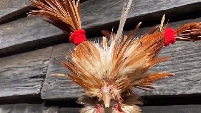 你有见过那么美的鸡么