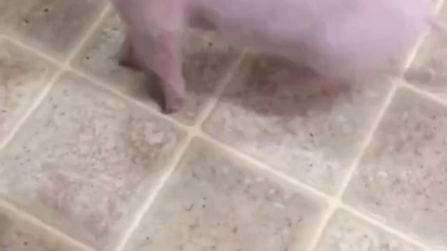 怀里的小可爱，一转眼就变成了大猪猪，实在是抱不下啦