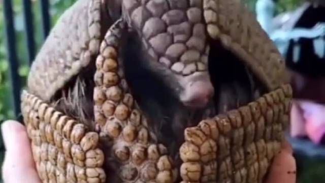 犰狳的完全防御状态