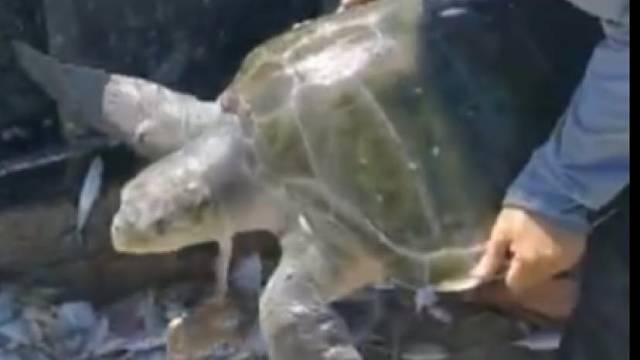 捕到海龟火速放生