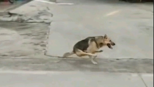 我是两驱前进狗