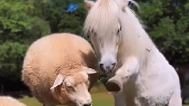 这小马儿太可爱了