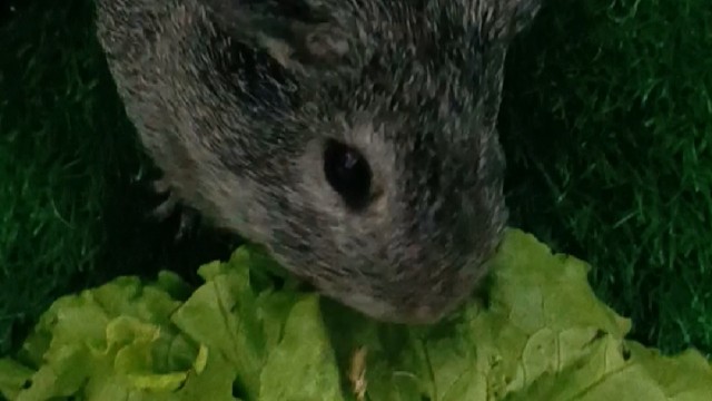 一只爱吃青菜的大耗子