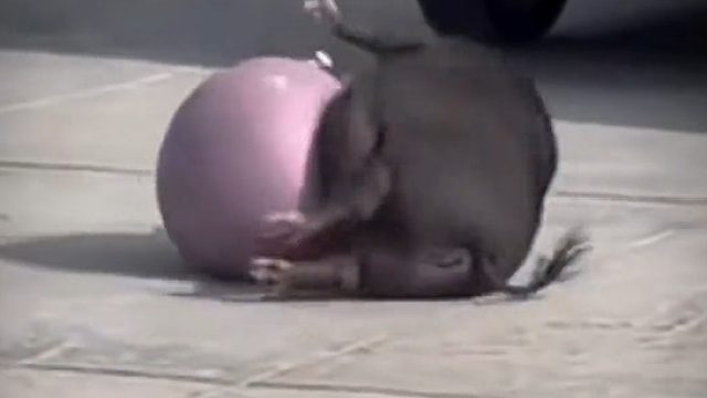 这么可爱的小猪猪会有谁不爱呢