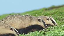 狗獾这么可爱，闰土怎么忍心扎它呢。#野生动物顾莹 #极限寰宇 #自然  