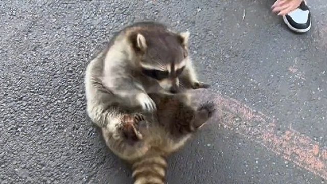 它会抗火箭筒去超市吗