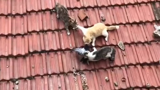 黄猫:别抢是我的