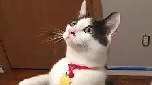 刚起床，蒙蒙的拿了个五杀~