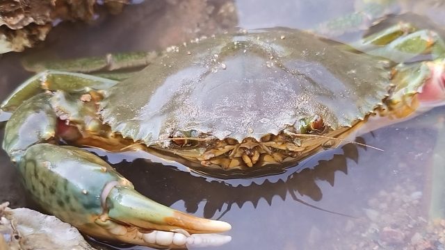 八爪鱼霸占青蟹窝，用小螃蟹当诱饵钓它，没想到直接被吃