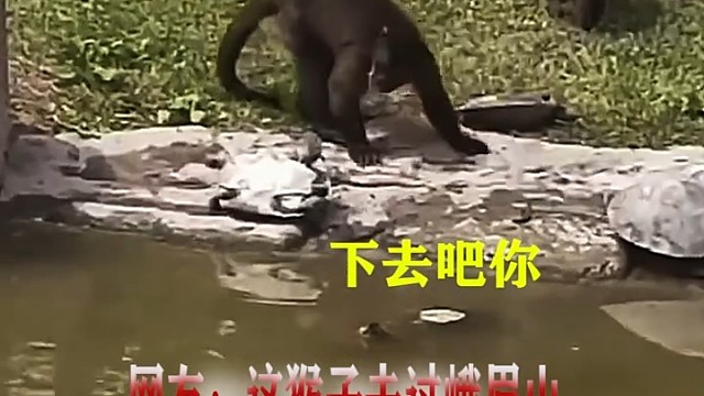 这猴子来自峨眉山的吧