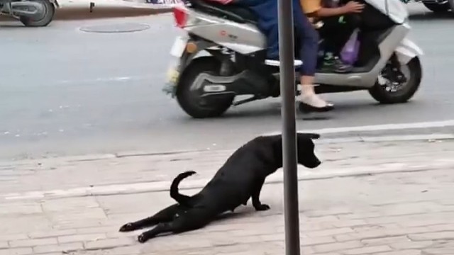 一只狗的演技有多绝