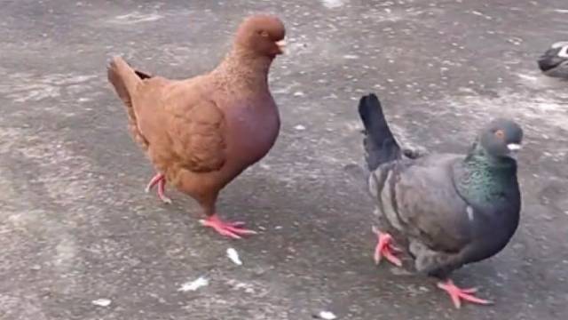 这是个什么品种？鸡了个鸡？