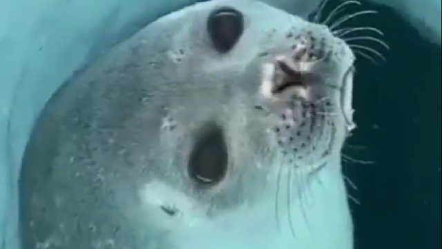 海豹是这样防止水从鼻子灌到肺里的